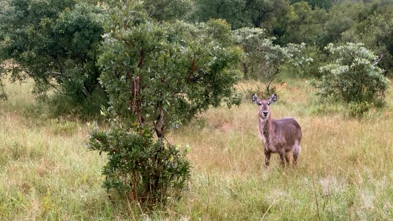 Antilope d'acqua femmina (Kobus ellipsiprymnus) che pascola nel Parco Nazionale Kruger, Sudafrica.