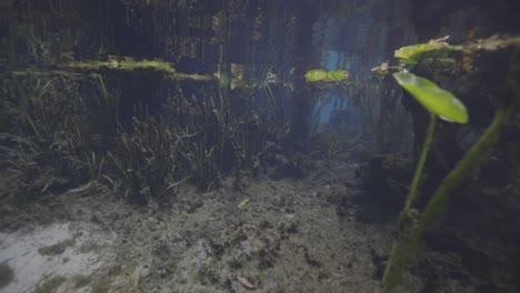 underwater view of vegetated underwater of florida natural spring