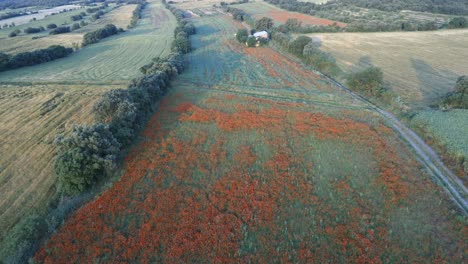 vista aérea de un campo de flores