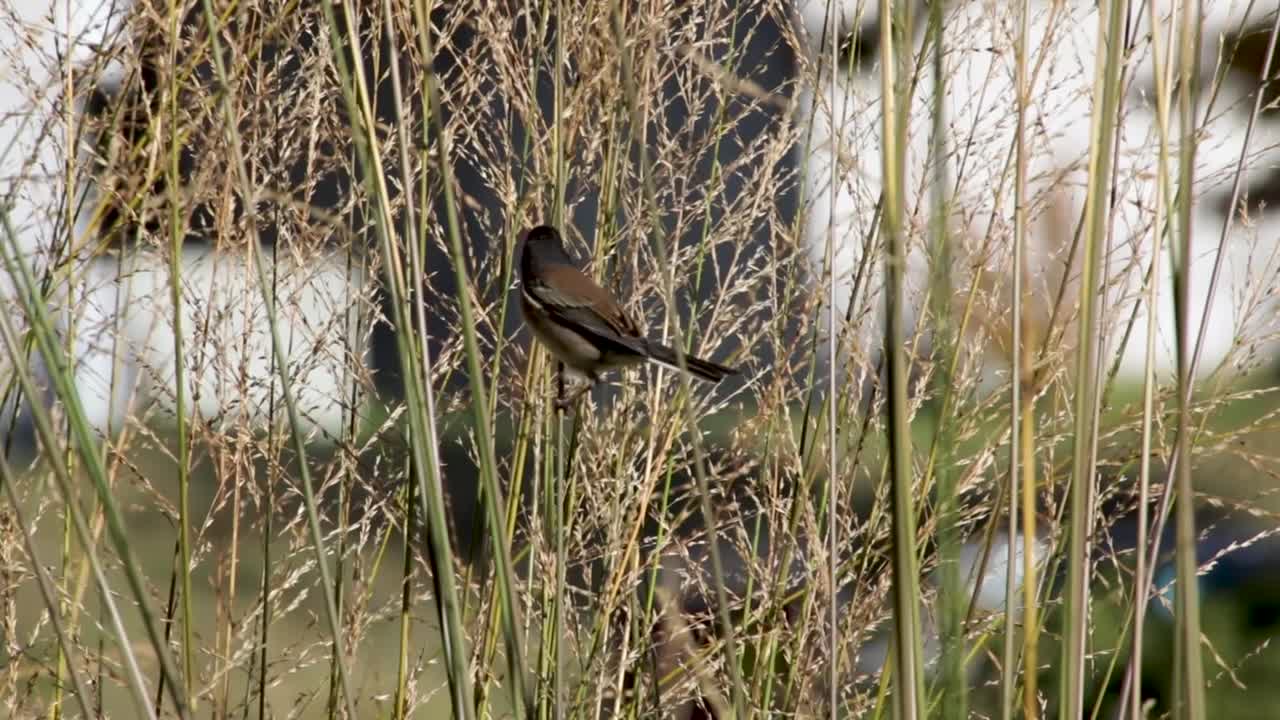 un passero dalla testa scura sbatte le ali sull'erba alta