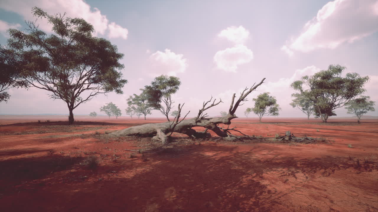 árbol muerto en un paisaje desértico