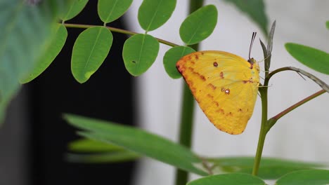 yellow butterfly perched on leaves in a park