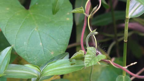 Wide-Shot-of-Caterpillar-on-Green-Leaf