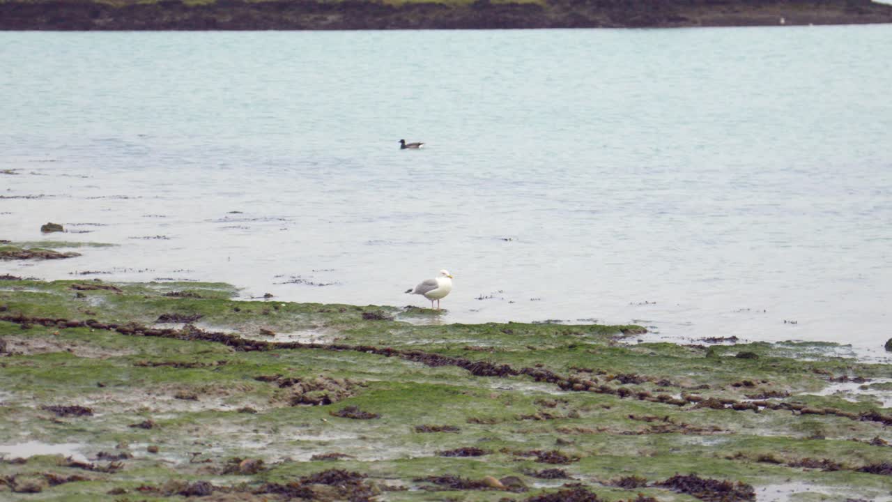 A lone seagull stands quietly between mud and shallow water, glancing around. Captured in slow motion with a long lens, the moment feels serene and contemplative.