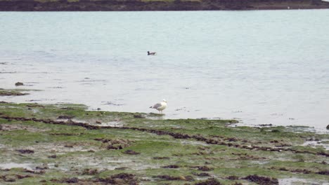 a lone seagull stands quietly between mud and shallow water, glancing around. captured in slow motion with a long lens, the moment feels serene and contemplative.