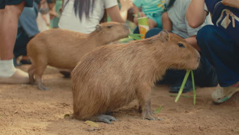 capybaras being fed at a zoo