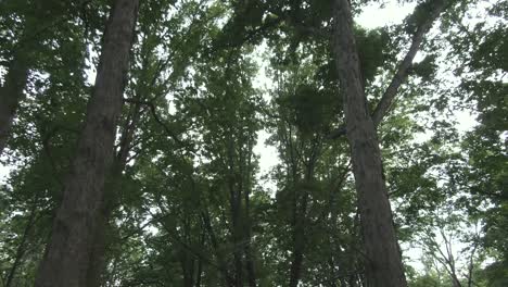 A-slowly-moving-forward-upward-facing-shot-of-tall-trees-in-a-green-and-thick-forest
