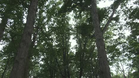 A slowly moving forward upward facing shot of tall trees in a green and thick forest
