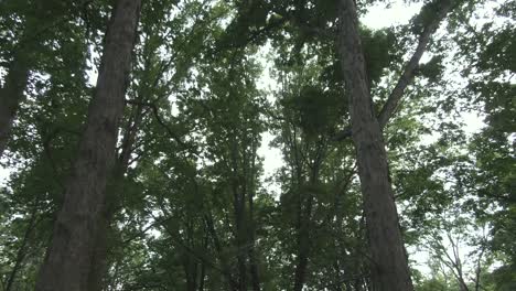 a slowly moving forward upward facing shot of tall trees in a green and thick forest