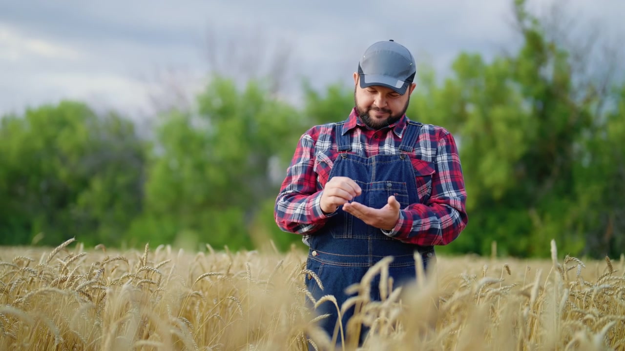 Farmer Examining Wheat Grains in Golden Field