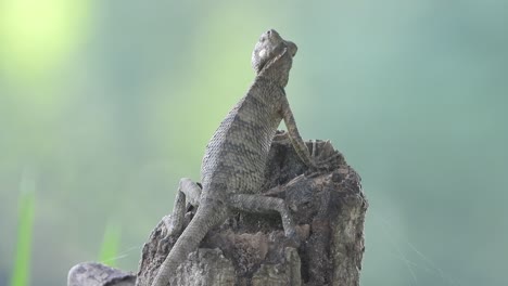 lagarto en el árbol - esperando - ojos