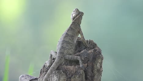 lizard in tree - waitting for - eyes