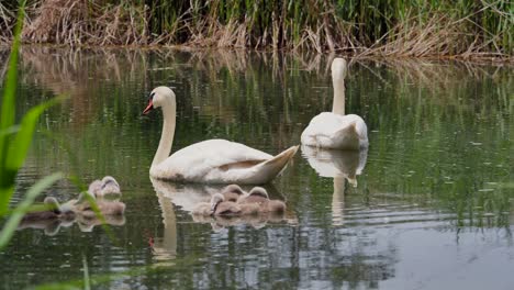 swan family swimming in pond during kids sleeping on water surface,static slow motion