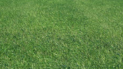 vista de un campo de trigo joven y verde en el viento