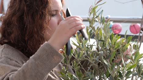 woman with brown curly hair is looking down while cutting a olive tree for the summer season with a secateurs on a balcony with lots of plants during springtime