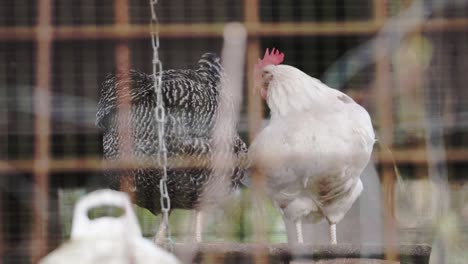 Black and white chicken cleaning their feathers behind a fence.