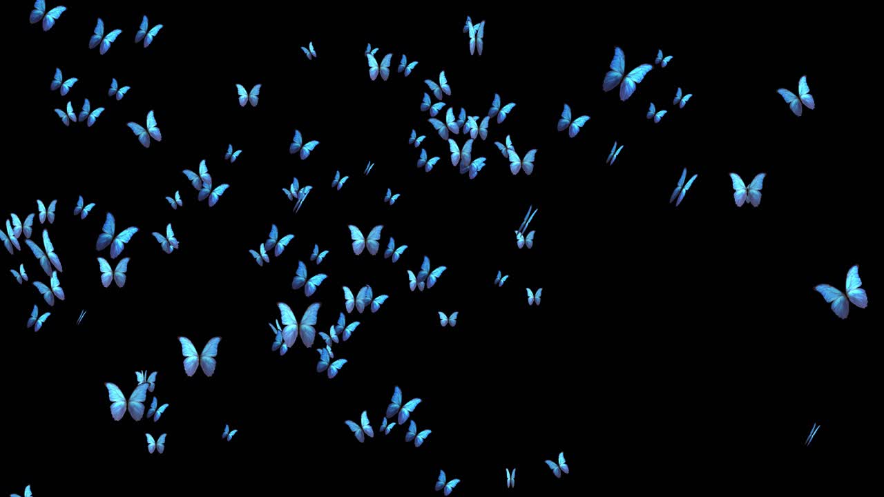 4k realistic flying butterflies animation on black green screen background spring and summer insects