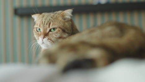 ginger scottish fold cat