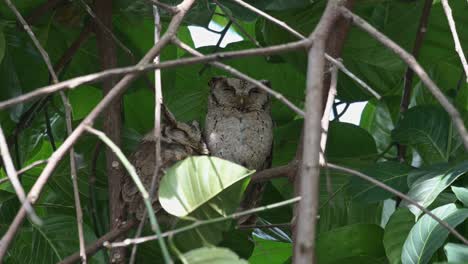 the one on the left leaning on the other as they both sleep during the day, collared scops owl otus lettia, thailand