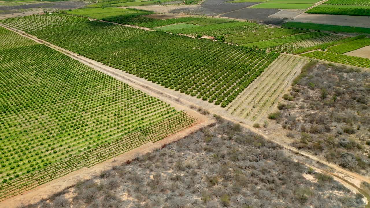 contraste de la vegetación seca del bioma caatinga y la producción de fruta irrigada en el fondo donde llega el agua del río são francisco a través de canales de riego