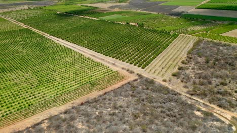 Contraste-De-La-Vegetación-Seca-Del-Bioma-Caatinga-Y-La-Producción-De-Fruta-Irrigada-En-El-Fondo-Donde-Llega-El-Agua-Del-Río-São-Francisco-A-Través-De-Canales-De-Riego