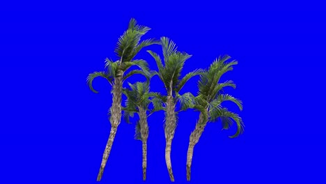 3d curly palm cluster with wind effect on blue screen 3d animation