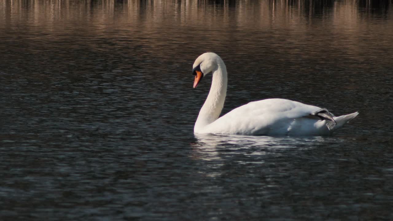 el cisne blanco vuela solo. un hermoso pájaro grande