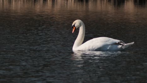 Weißer-Schwan-Fliegt-Allein.-Ein-Schöner-Großer-Vogel