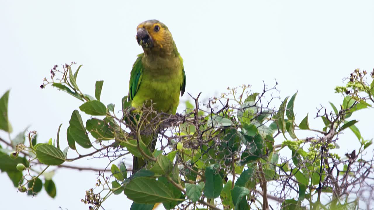 telefoto de 4k 100fps de un hermoso periquito de garganta marrón encaramado en un árbol, alimentándose y volando