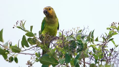 4k-100fps-telephoto-of-beautiful-Brown-Throated-Parakeet-perched-on-a-tree,-feeding-and-flying-away