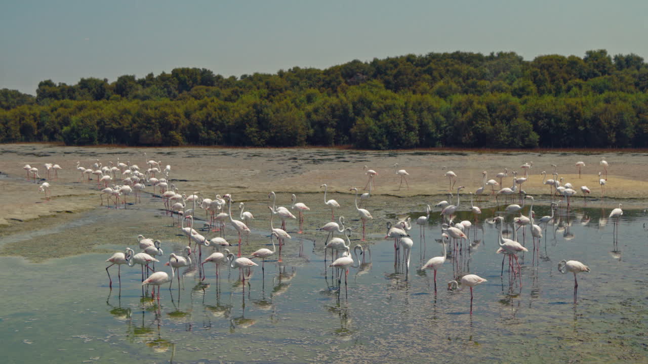 Flock of Flamingos in a Wetland