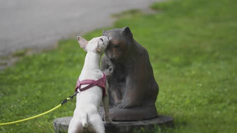 a small white dog on a leash stands curiously in front of a bear statue in a grassy park, seemingly inspecting and sniffing it