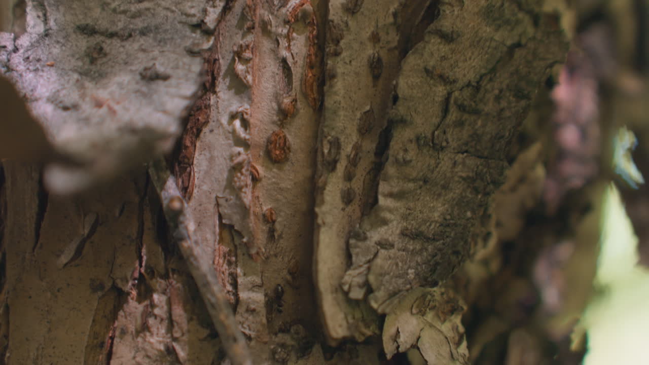 close up view of two ants crawling quickly in and out of thick bark on tree trunk, dappled sunlit surface revealing textured wood and subtle natural insect movement in forest environment