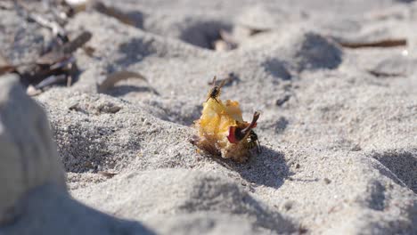 Weitwinkelaufnahme-Von-Zwei-Wespen,-Die-übrig-Gebliebene-Apfelfrüchte-Am-Sandstrand-Fressen