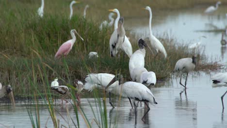 egrets, ibis, storks, and other wading birds feed on fish in the florida everglades