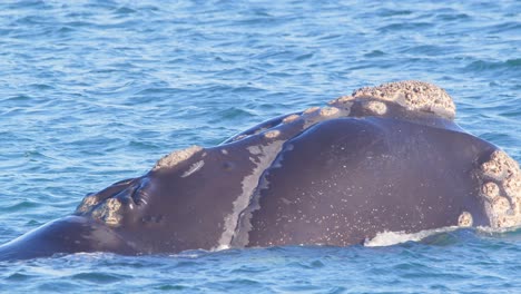 súper primer plano de la cabeza de la ballena franca al salir a la superficie con el agujero de soplo claramente visible