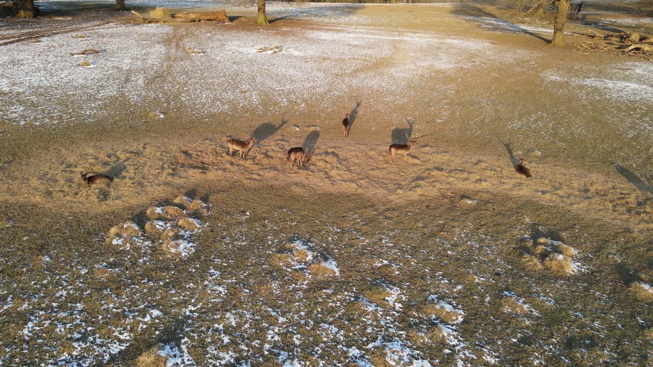 야생 사슴 무리 이른 아침 가벼운 드론 4k