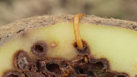 wireworm on heavily damaged potato