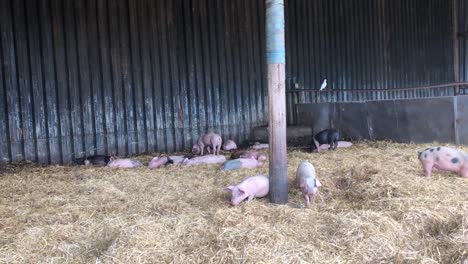 young pigs scratch their bums against a post in a barn. knots farm, bedfordshire, uk.