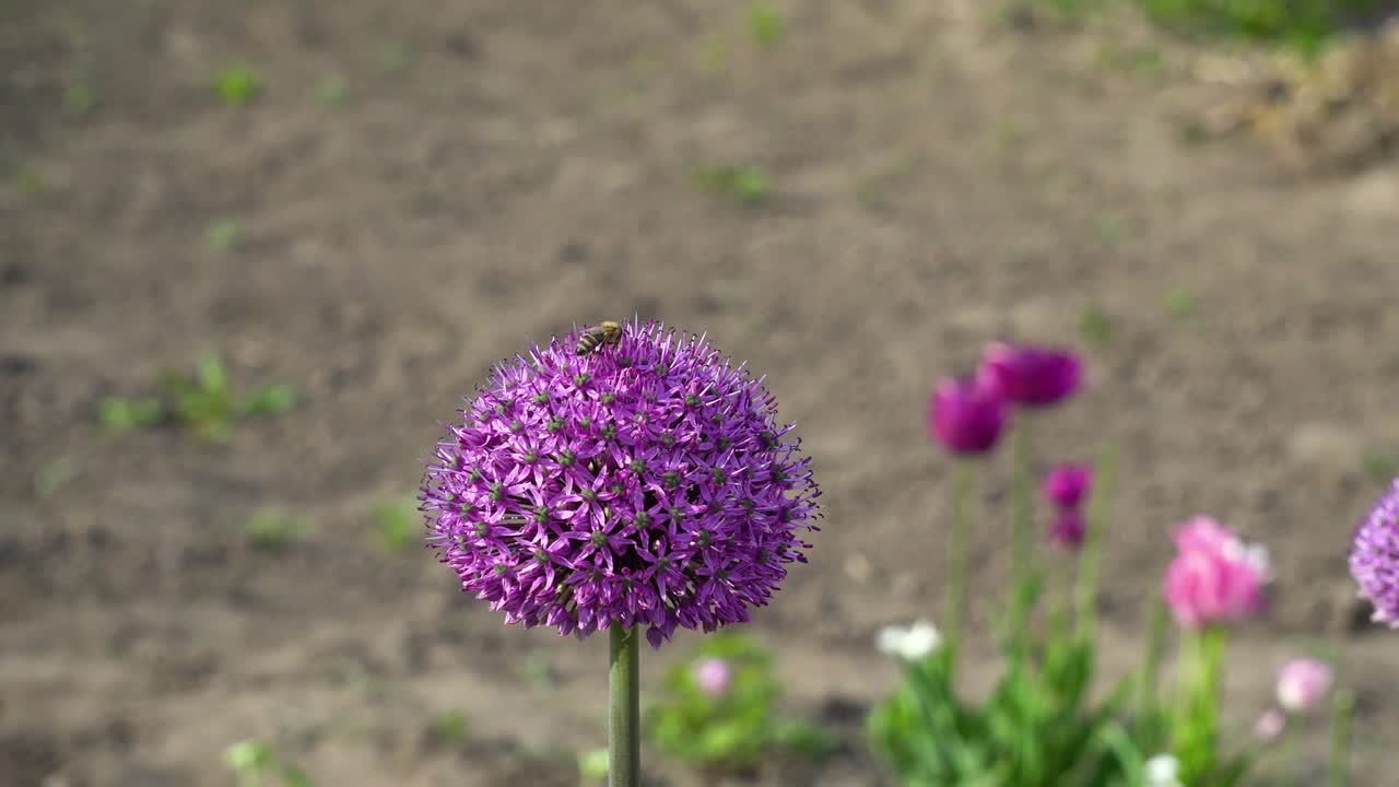 las flores de allium gladiador florecen en el jardín de primavera. las flores púrpuras crecen en el paisaje con la abeja en la parte superior