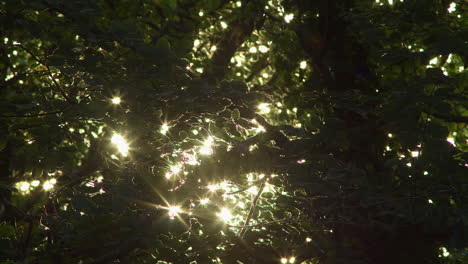 autumn sunlight shining through canopy of trees in the forest