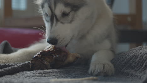 siberian husky dog puppy licking and eating a meat bone