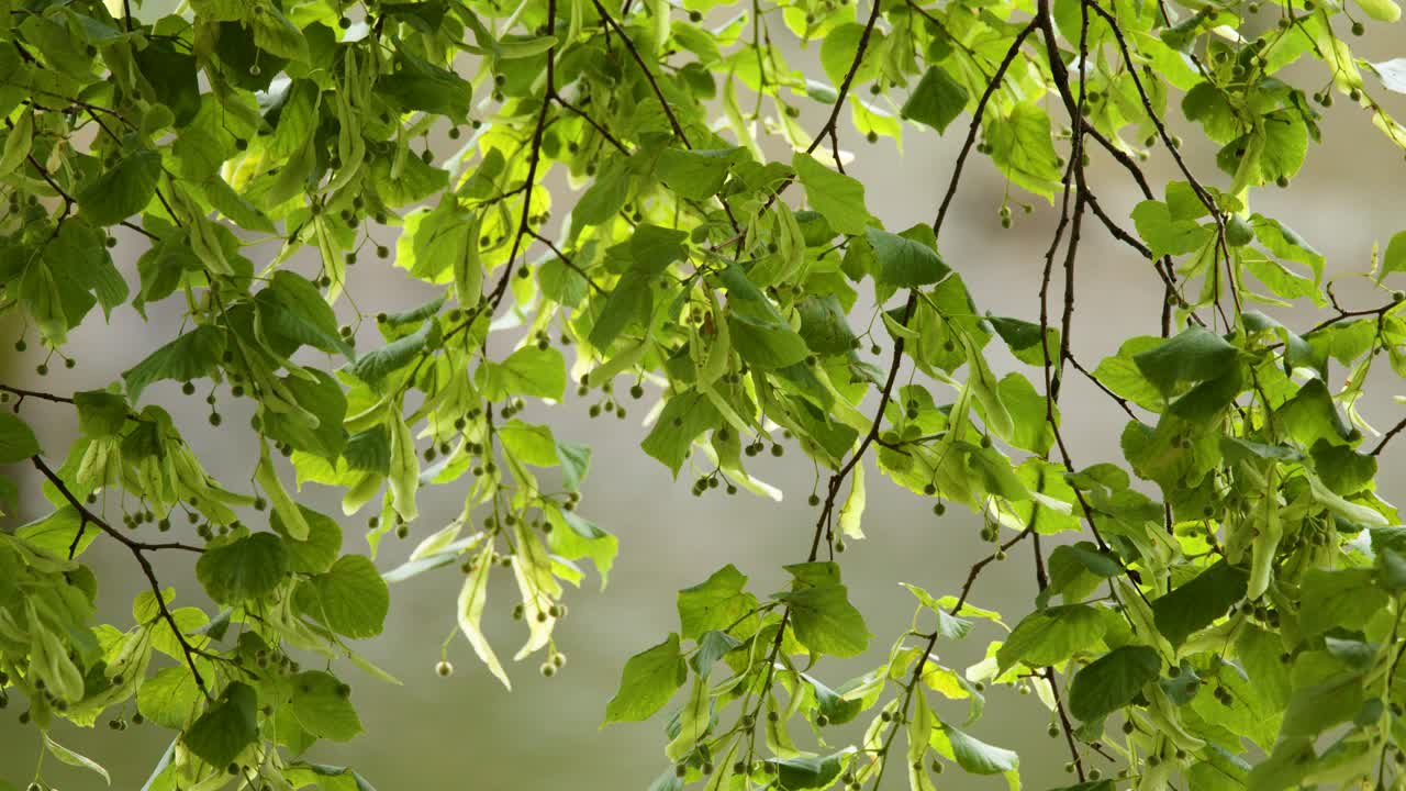 Sunlit linden branches sway in the breeze, captured with shallow depth of field