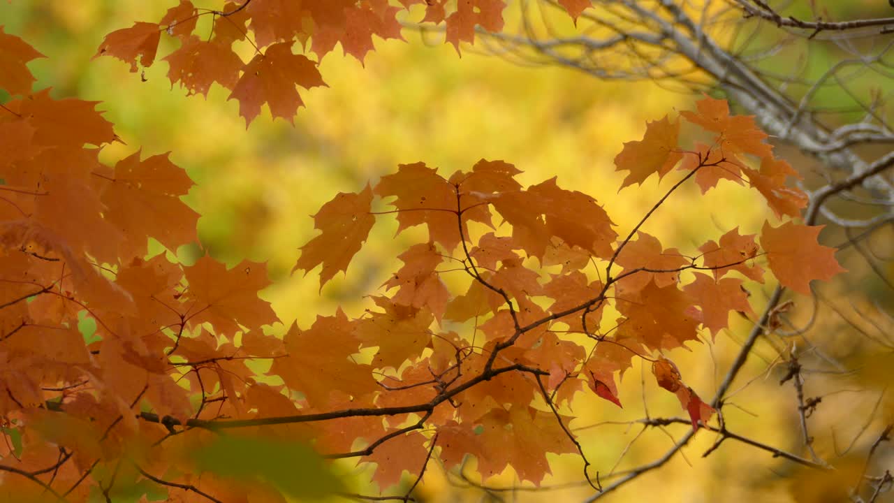 Beautiful golden yellow maple leaves basking in the autumn sun