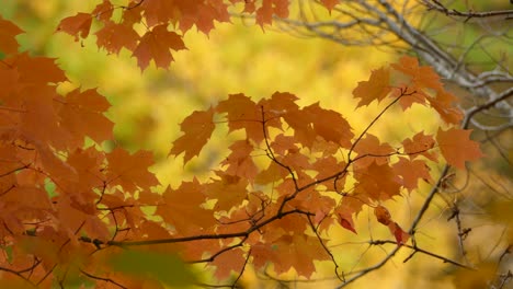 Schöne-Goldgelbe-Ahornblätter,-Die-Sich-In-Der-Herbstsonne-Aalen