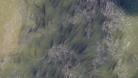 a large group of salmon swimming upstream in murky waters during a migration, aerial view