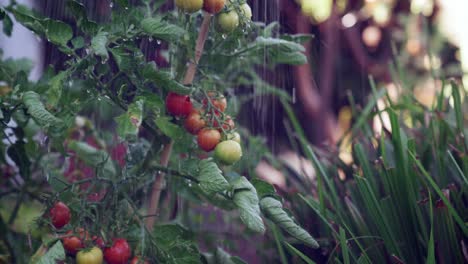 Riego-De-Tomates-Frescos,-Maduros-Y-Cultivados-En-Casa-Con-Agua-Corriente-Y-Gotitas