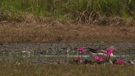 Greylag-Goose,-Anser-anser,-Bueng-Boraphet,-Nakhon-Sawan,-Thailand