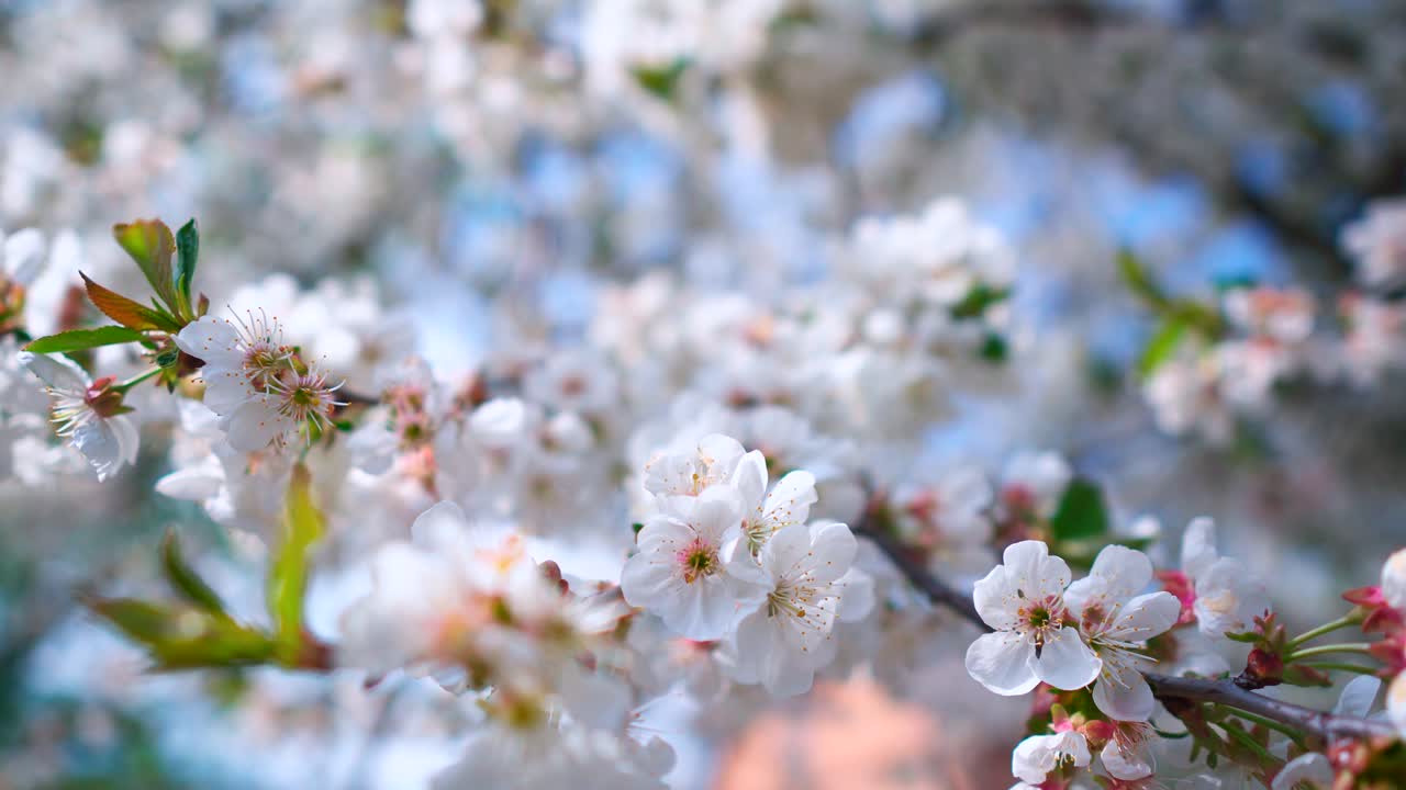 Blossoming branch at bright sunlight. Background of beautiful white flowers of a fruit tree. Sun rays through the blooming branches. Spring orchard branches sway in the wind