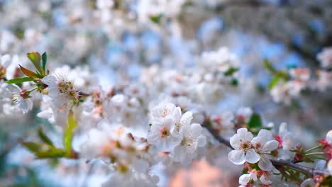 blossoming branch at bright sunlight. background of beautiful white flowers of a fruit tree. sun rays through the blooming branches. spring orchard branches sway in the wind